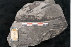 Foto (Detailansicht) von Equisetum ungeri Ettingshausen (NHMW-GEO-2024-0188-10618)
